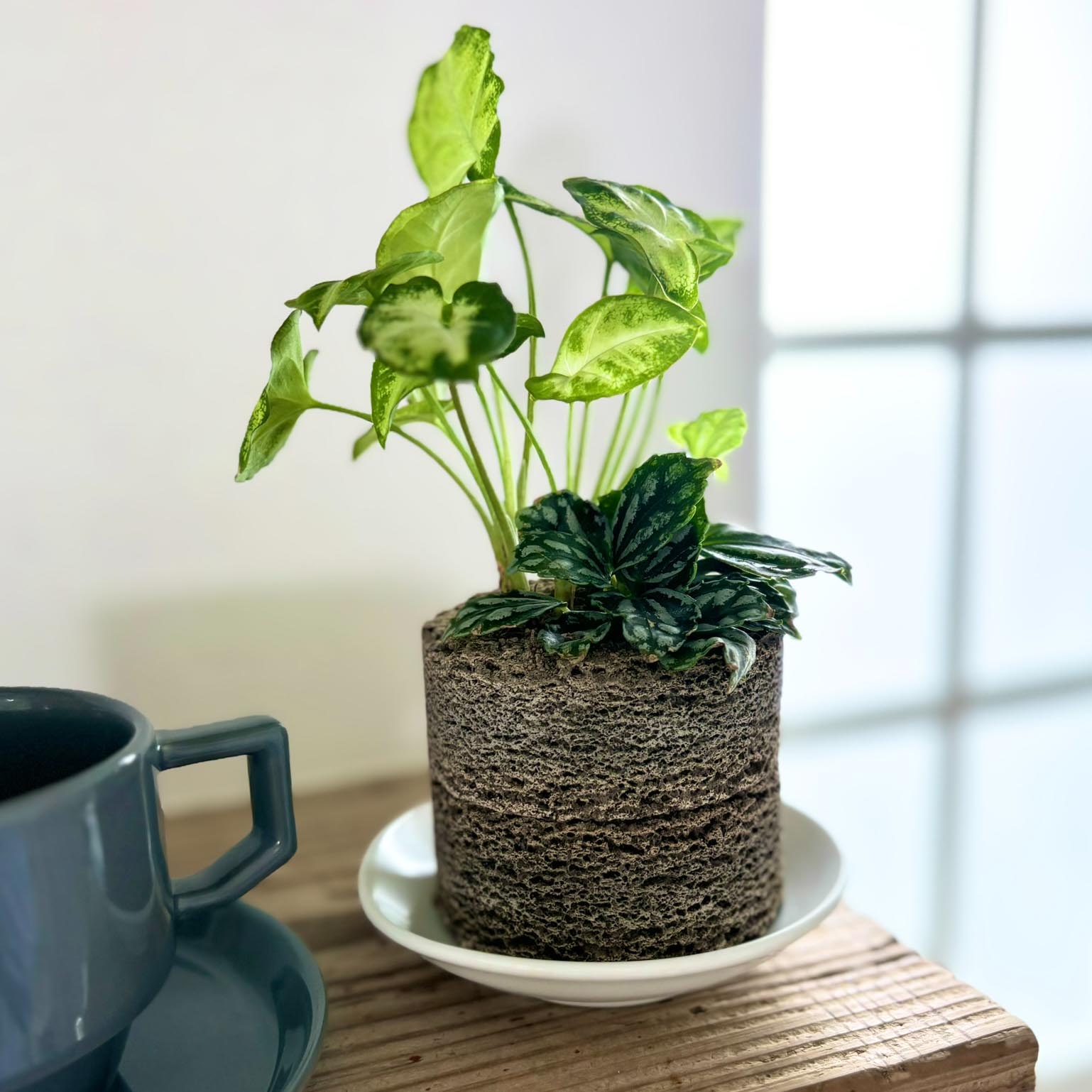 植彩インテリア Buddy イメージ-3