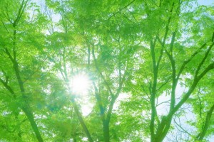 努力は裏切らない！