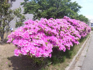 素直な心
