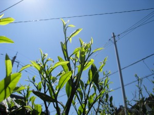 2015.05.09前田①