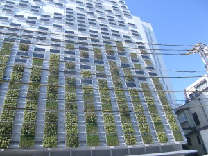 富山西町　壁面緑化