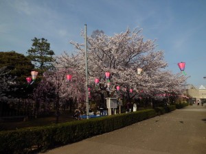 昨年の満開の桜