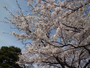今年も来週末には咲きはじめ
4月5日頃には満開に・・・