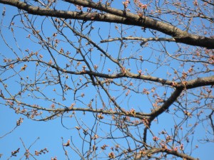 3月26日現在の桜はまだつぼみです