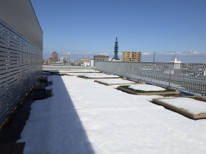 屋上はまだ雪の中・・・