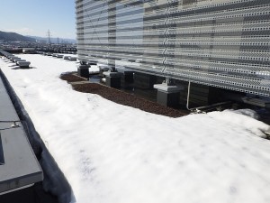 屋上緑化　冬