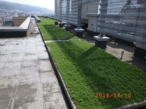 屋上緑化　春