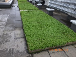 屋上緑化　秋