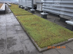 屋上緑化　夏