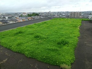 【屋上緑化　現況】