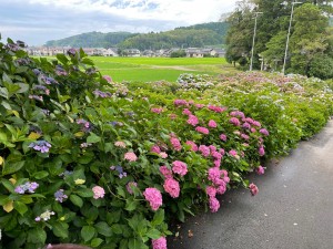 紫陽花