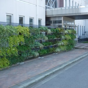 小松大学粟津キャンパス 壁面緑化
