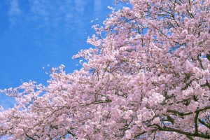 桜咲く