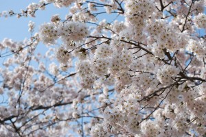 努力に勝るものなし