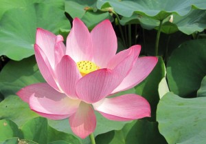蓮の花