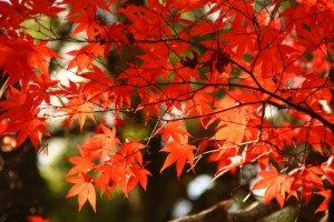 皆の力の結集で
