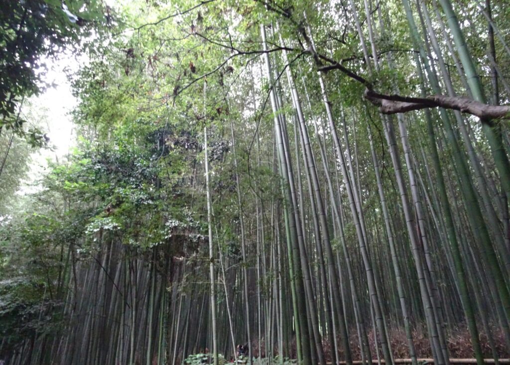 決意表明