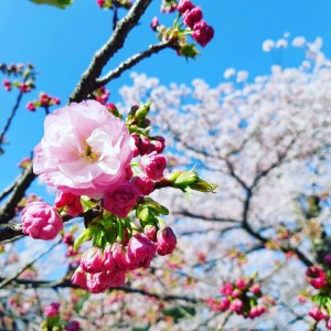 入社式に思う